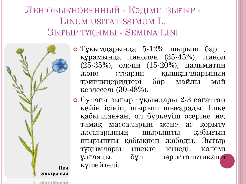 Лен обыкновенный - Кәдімгі зығыр - Linum usitatissimum L. Зығыр тұқымы - Semina Lini
