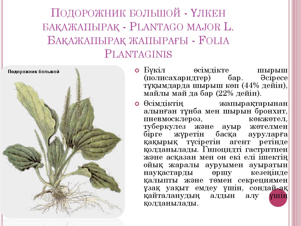 Подорожник большой - Үлкен бақажапырақ - Plantago major L. Бақажапырақ жапырағы - Folia Plantaginis