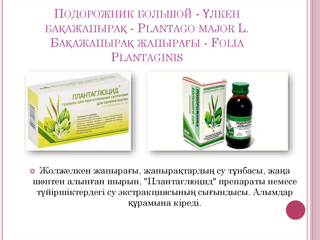 Подорожник большой - Үлкен бақажапырақ - Plantago major L. Бақажапырақ жапырағы - Folia Plantaginis