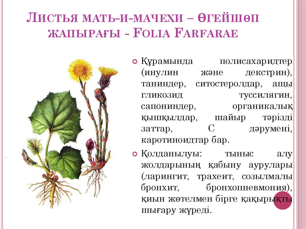 Листья мать-и-мачехи – Өгейшөп жапырағы - Folia Farfarae