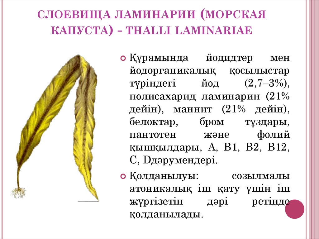 слоевища ламинарии (морская капуста) - thalli laminariae