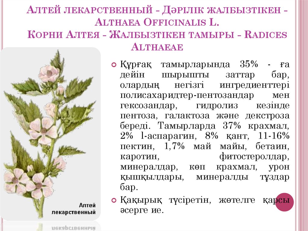 Алтей лекарственный - Дәрілік жалбызтікен - Althaea Officinalis L. Корни Алтея - Жалбызтікен тамыры - Radices Althaeae