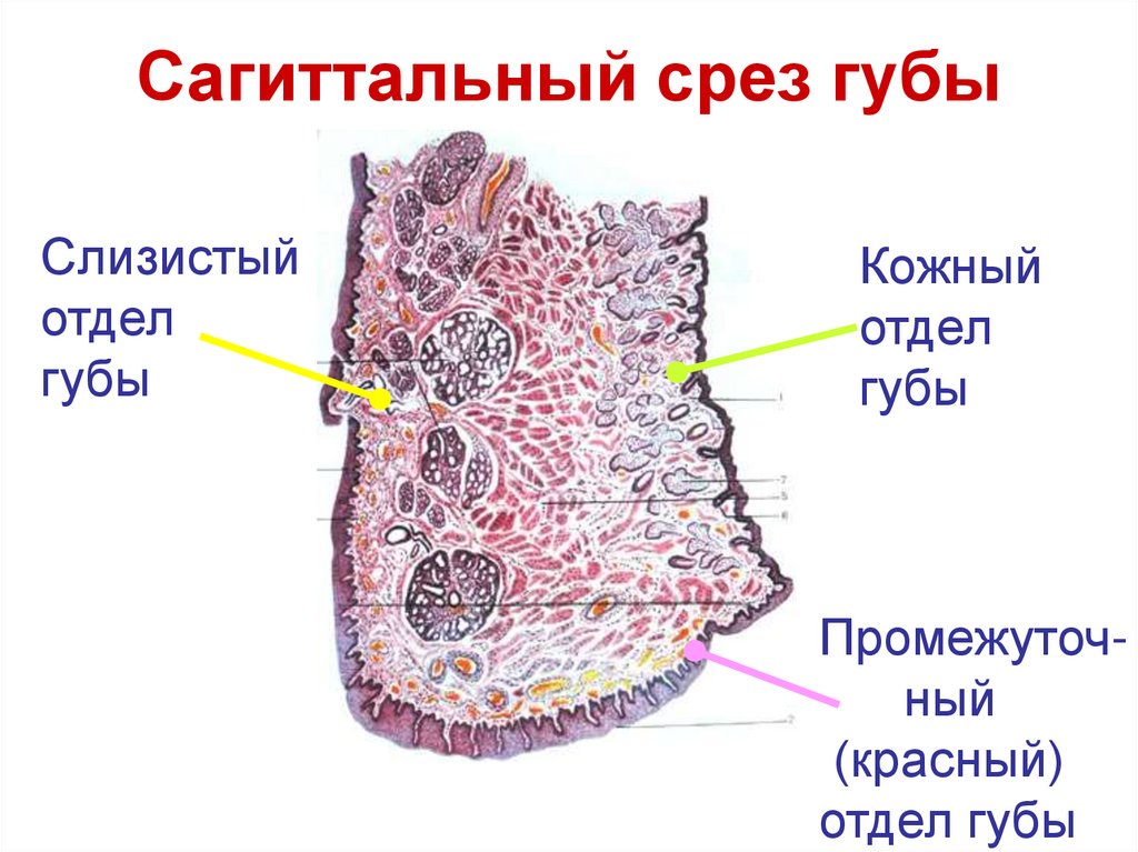 Сагиттальный срез губы