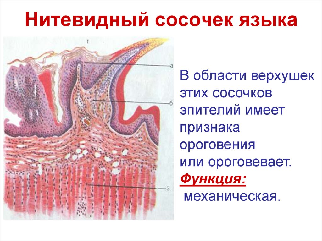 Нитевидный сосочек языка