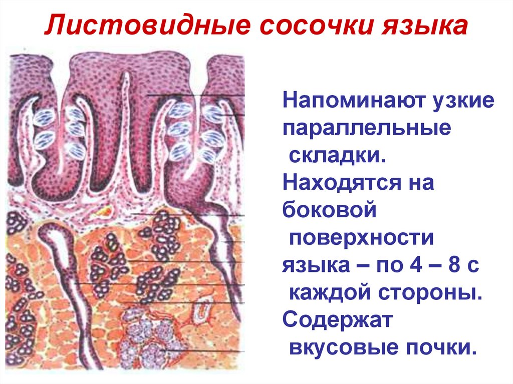 Листовидные сосочки языка