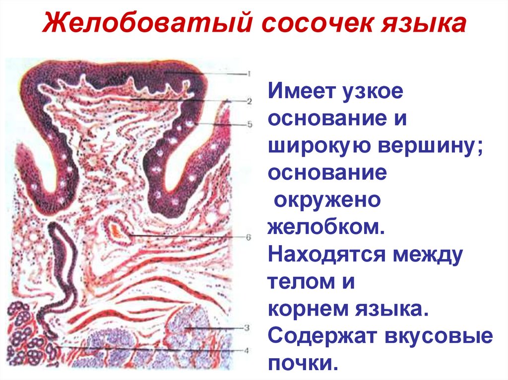 Желобоватый сосочек языка