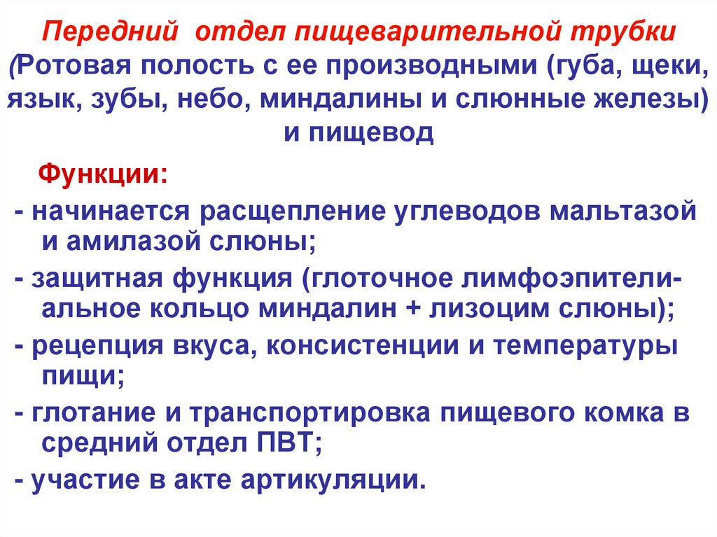 Передний отдел пищеварительной трубки (Ротовая полость с ее производными (губа, щеки, язык, зубы, небо, миндалины и слюнные