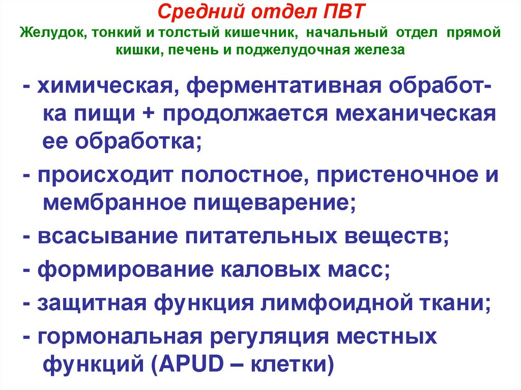 Средний отдел ПВТ Желудок, тонкий и толстый кишечник, начальный отдел прямой кишки, печень и поджелудочная железа