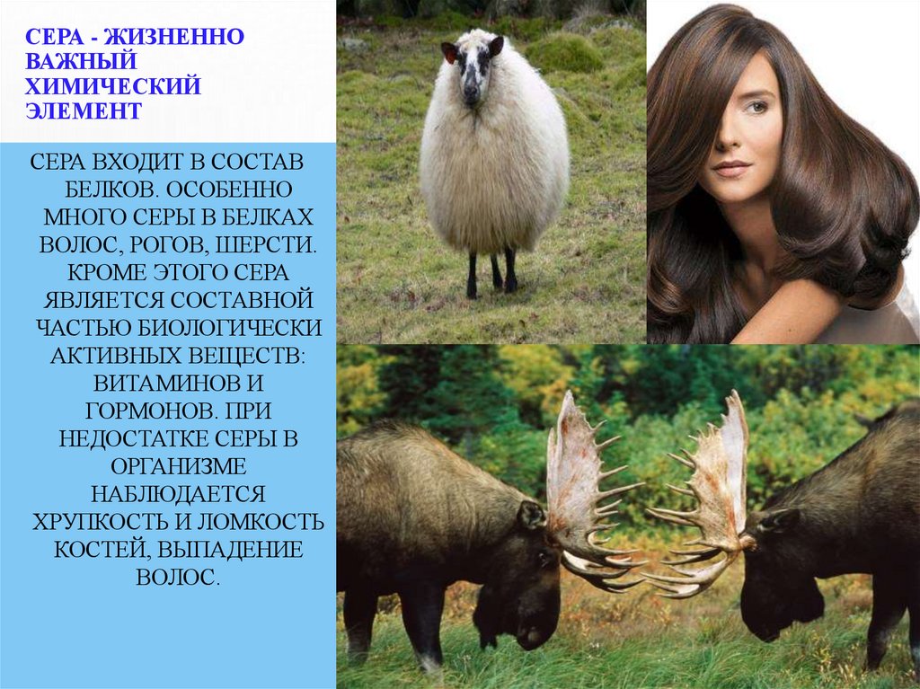 Сера - жизненно важный химический элемент