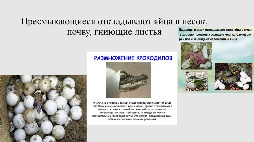 Пресмыкающиеся откладывают яйца в песок, почву, гниющие листья