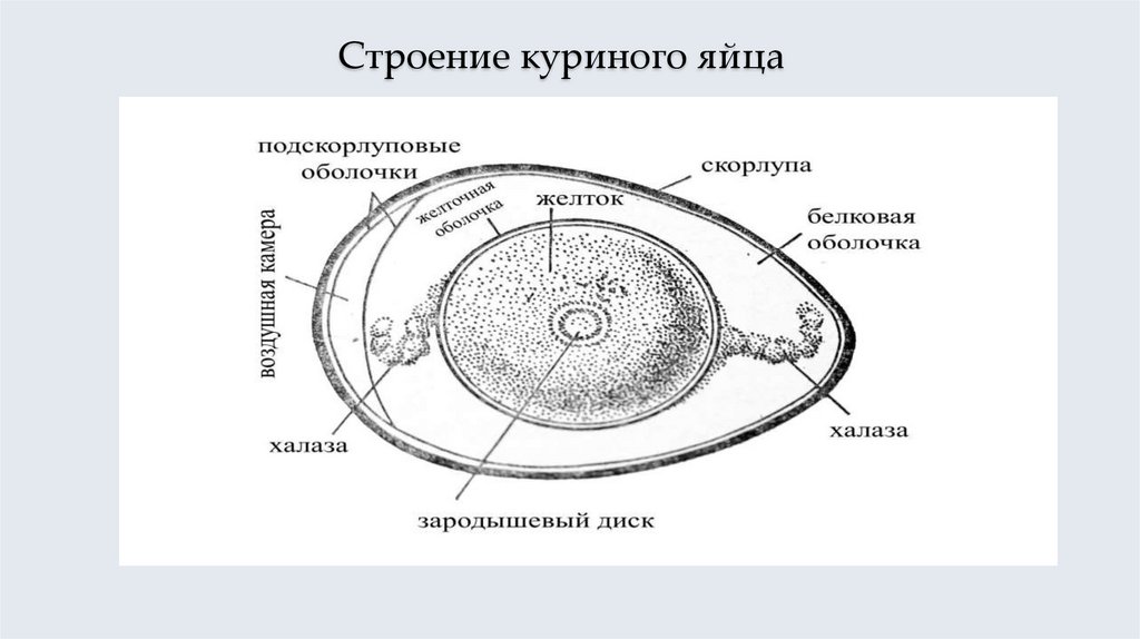 Строение куриного яйца