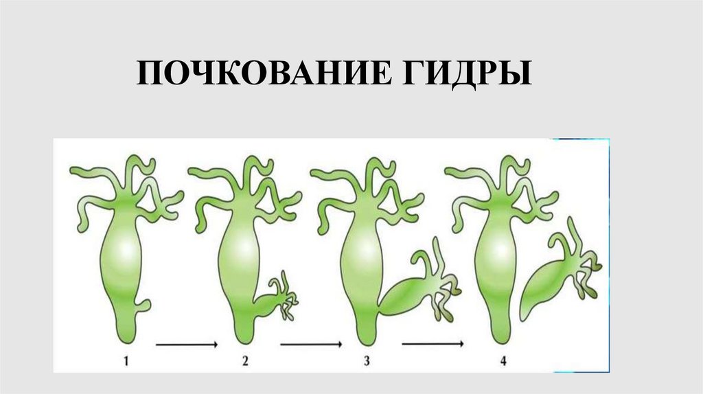 Почкование гидры