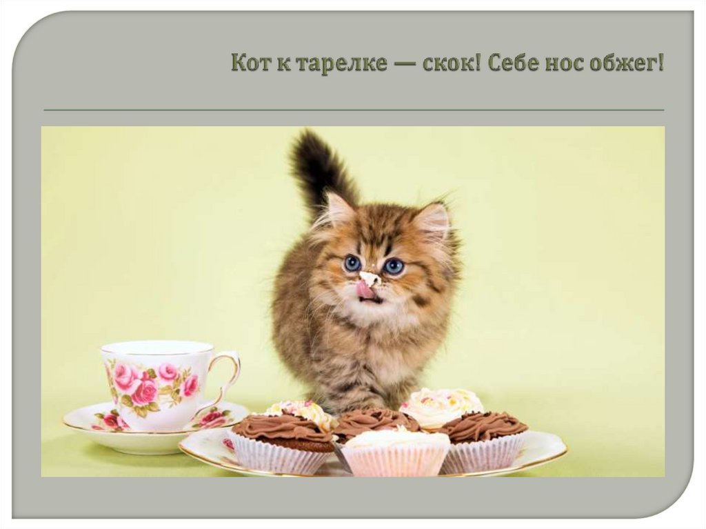 Кот к тарелке — скок! Себе нос обжег!