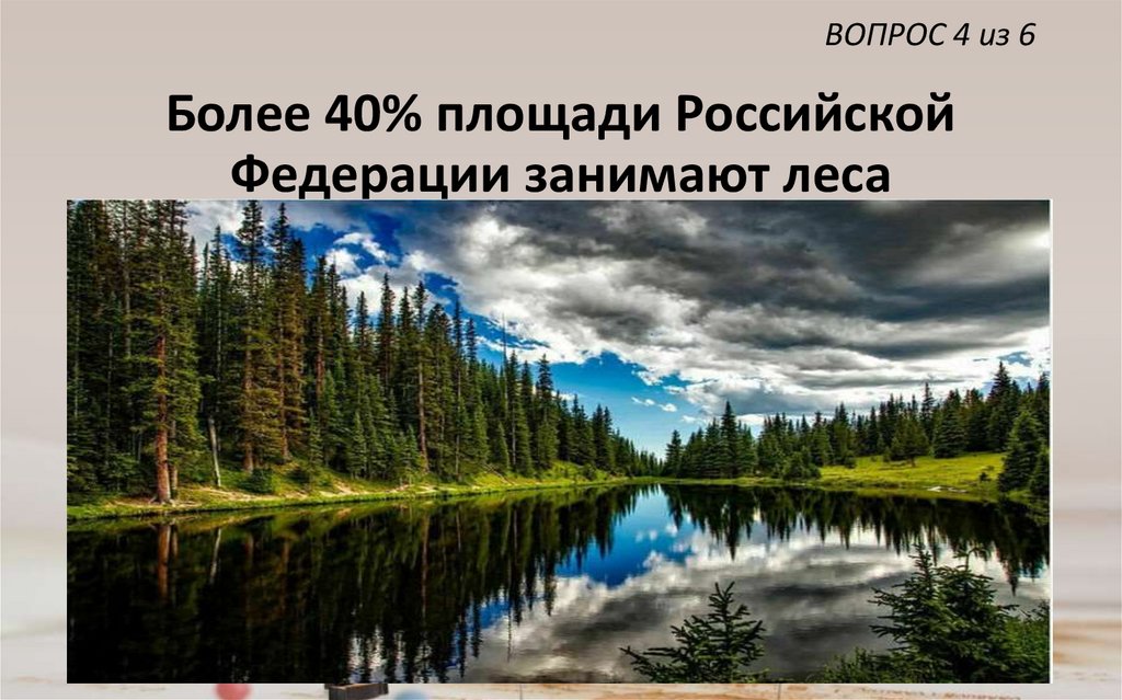 Более 40% площади Российской Федерации занимают леса