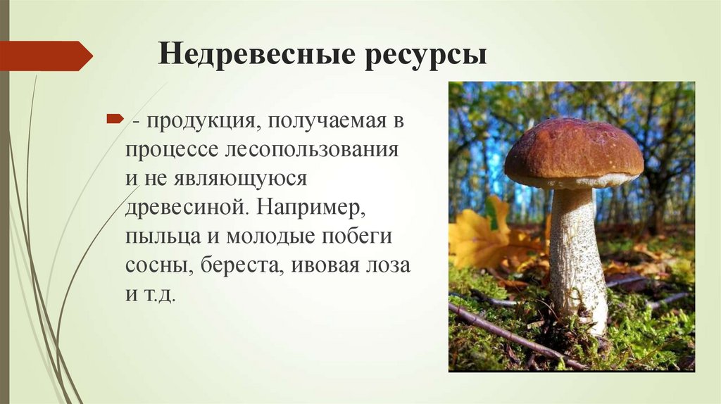 Недревесные ресурсы