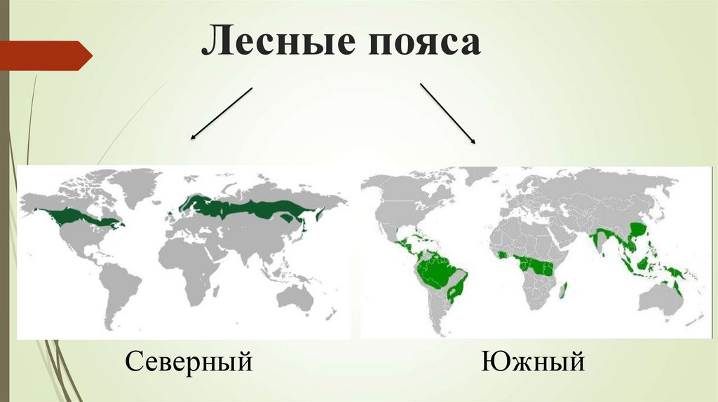 Лесные пояса