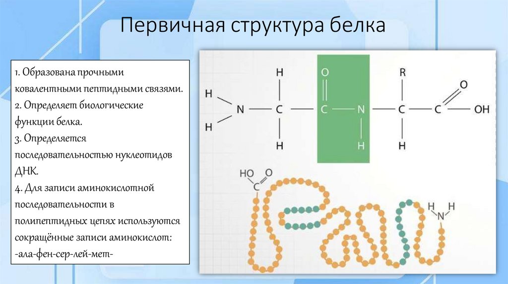 Первичная структура белка