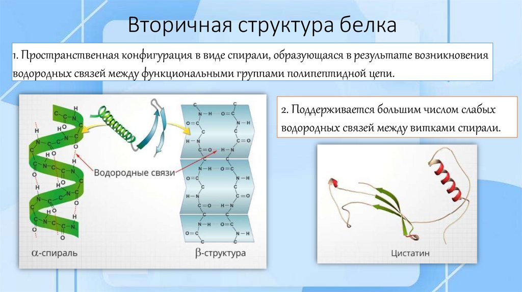Вторичная структура белка