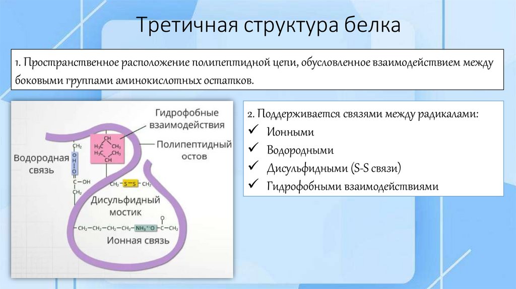 Третичная структура белка