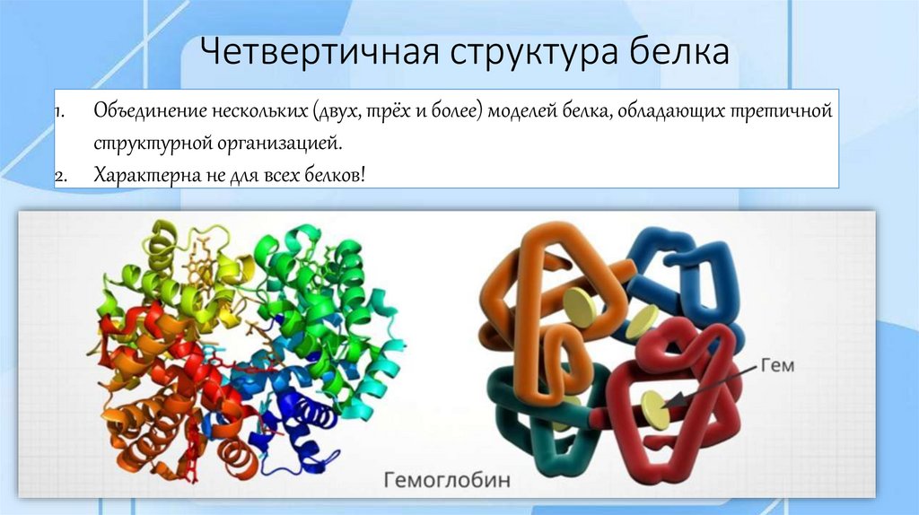 Четвертичная структура белка