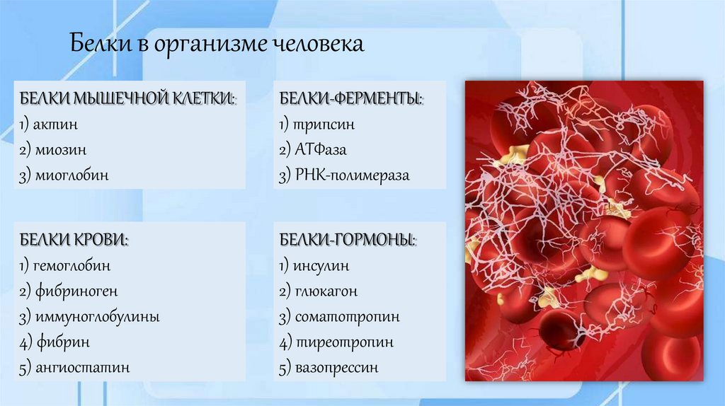Белки в организме человека