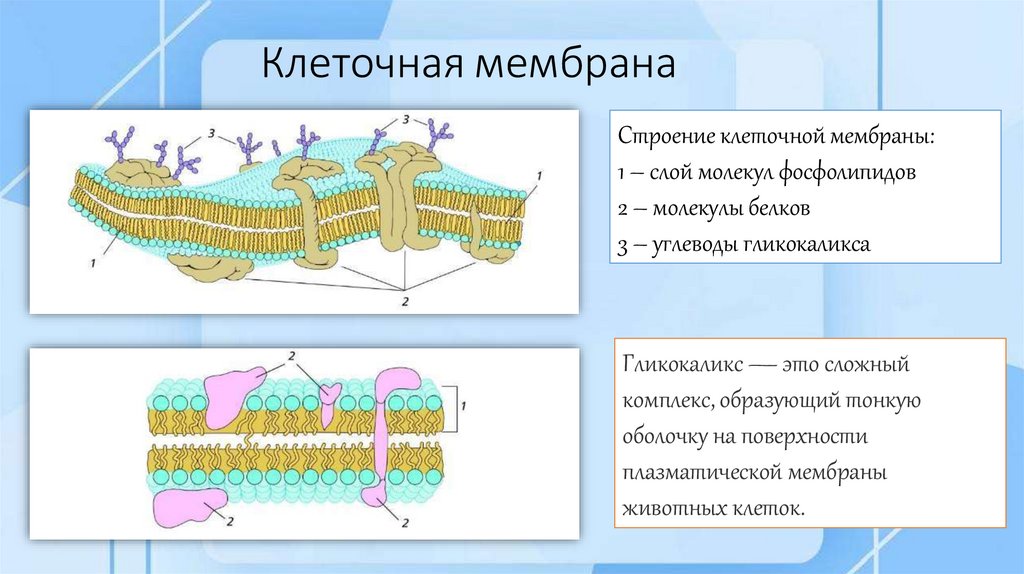 Клеточная мембрана