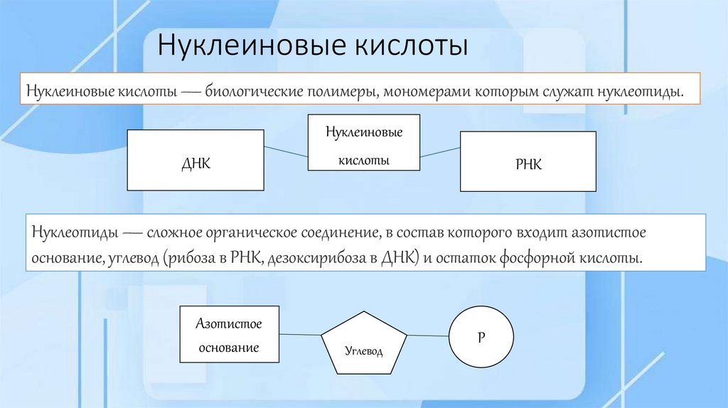 Нуклеиновые кислоты