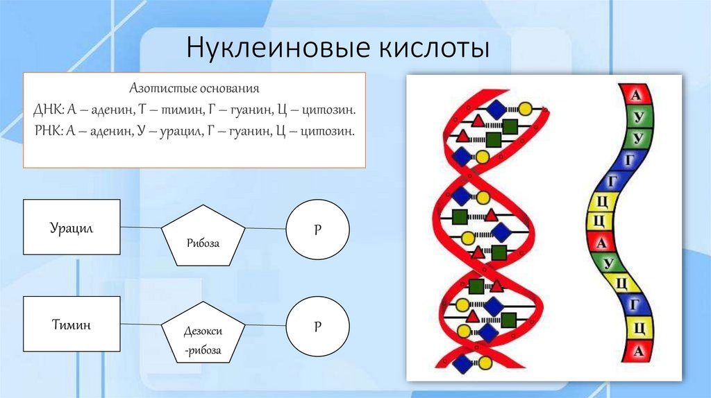 Нуклеиновые кислоты