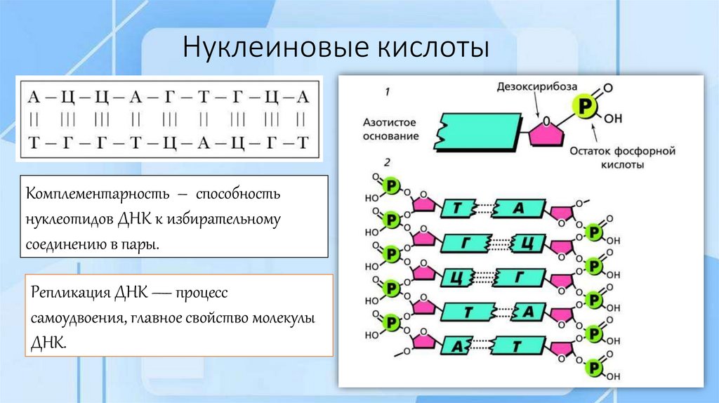 Нуклеиновые кислоты