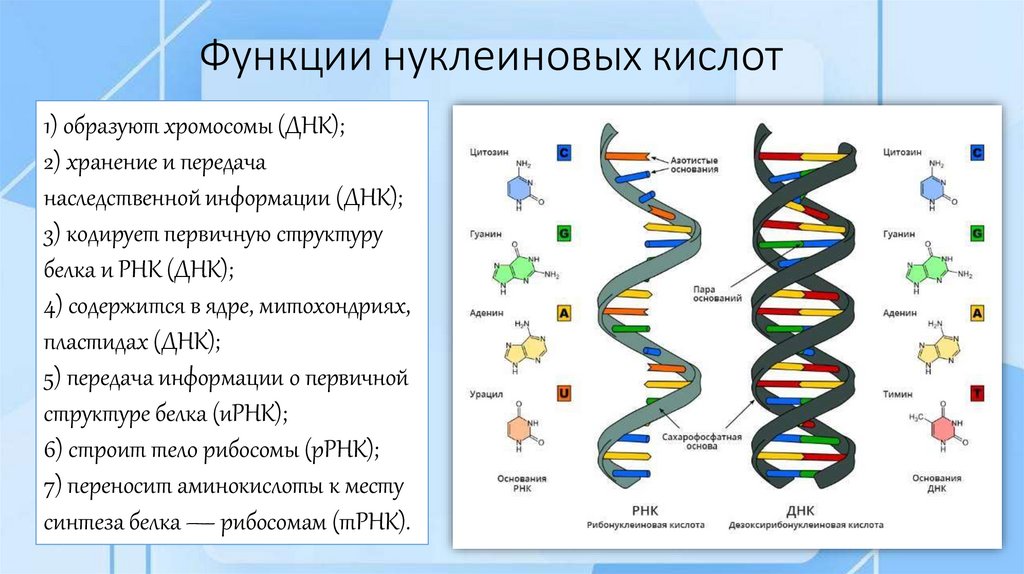 Функции нуклеиновых кислот