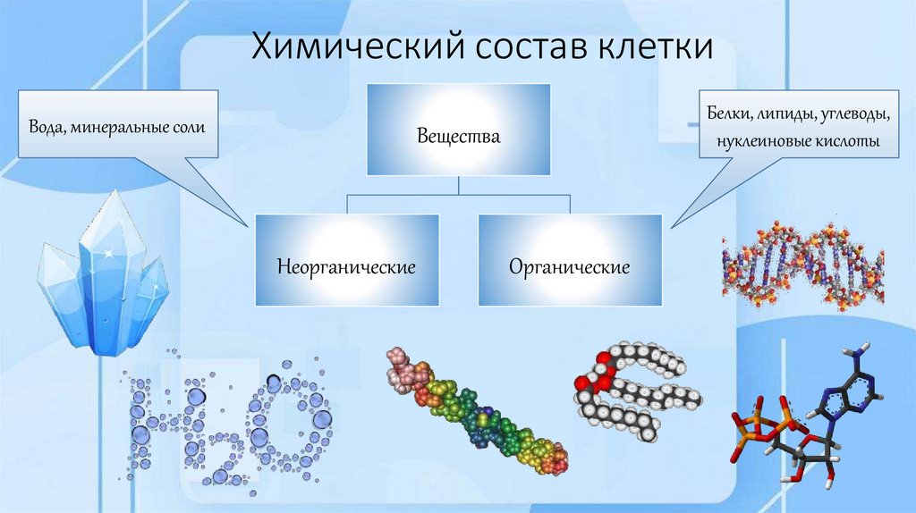 Химический состав клетки