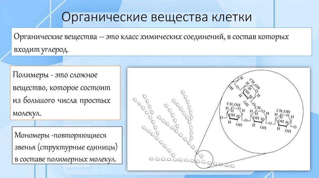 Органические вещества клетки