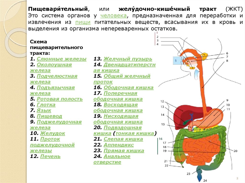 Пищевари́тельный, или желу́дочно-кише́чный тракт (ЖКТ) Это система органов у человека, предназначенная для переработки и