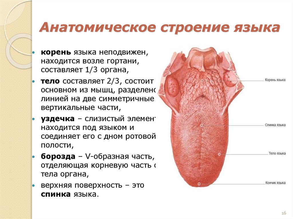 Анатомическое строение языка
