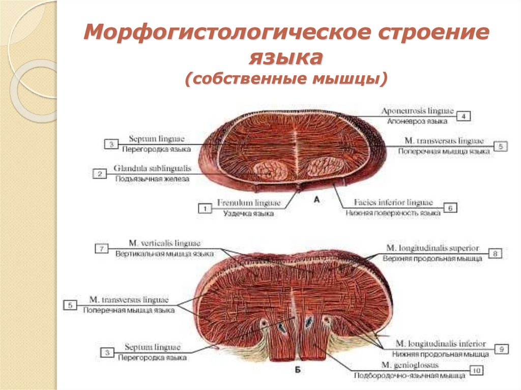 Морфогистологическое строение языка (собственные мышцы)