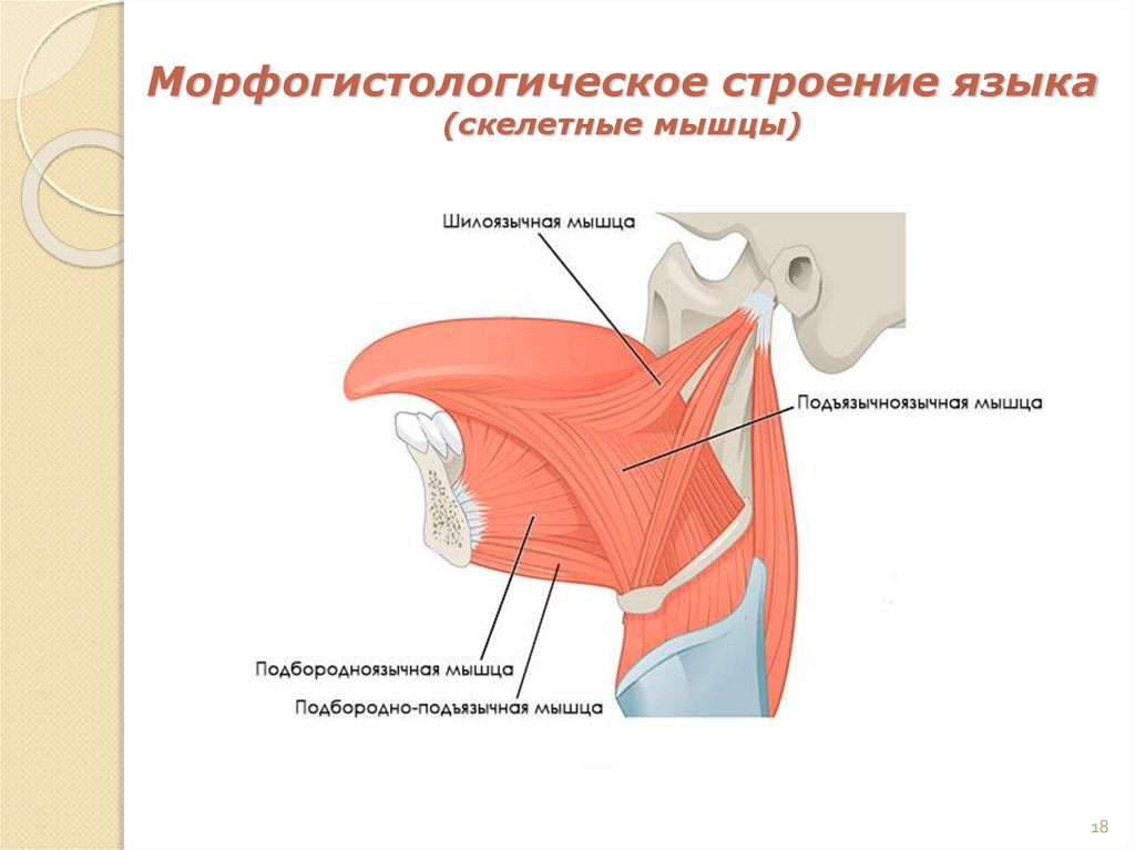 Морфогистологическое строение языка (скелетные мышцы)