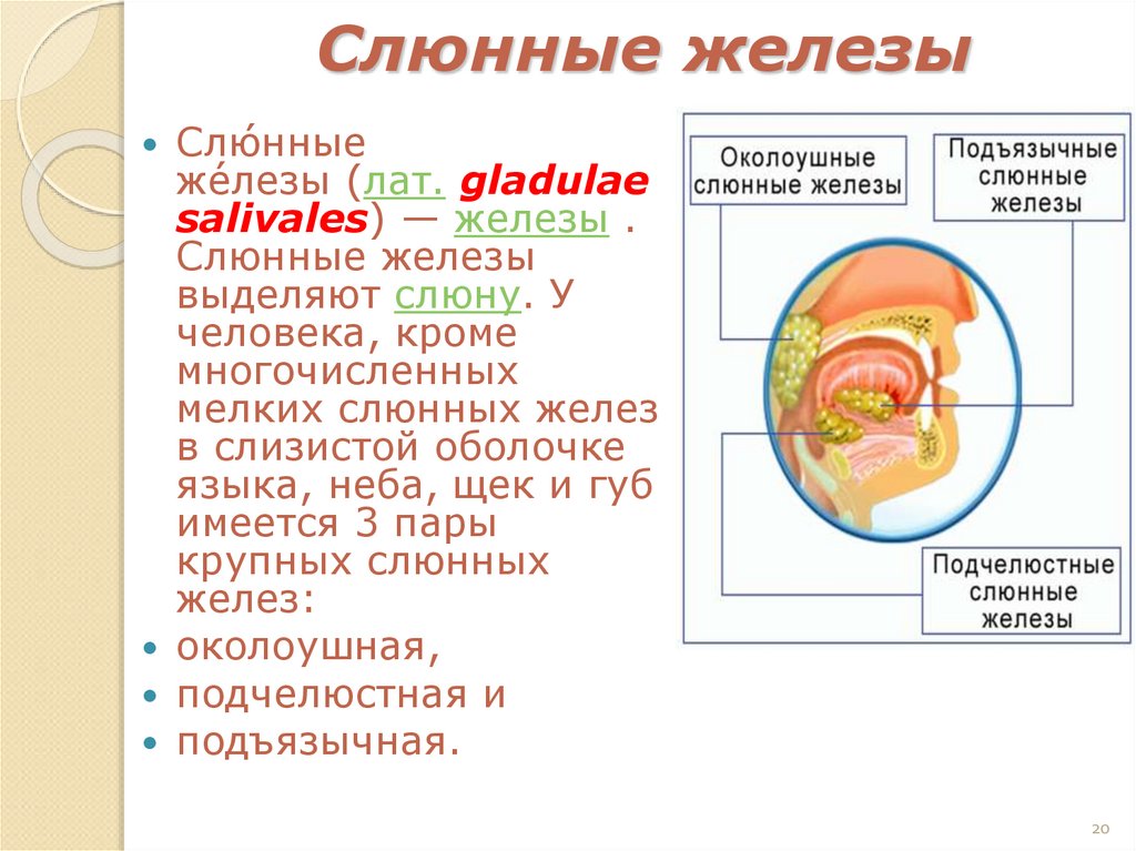  Слюнные железы
