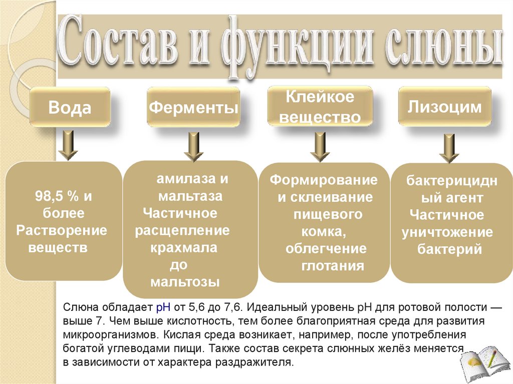 Состав и функции слюны