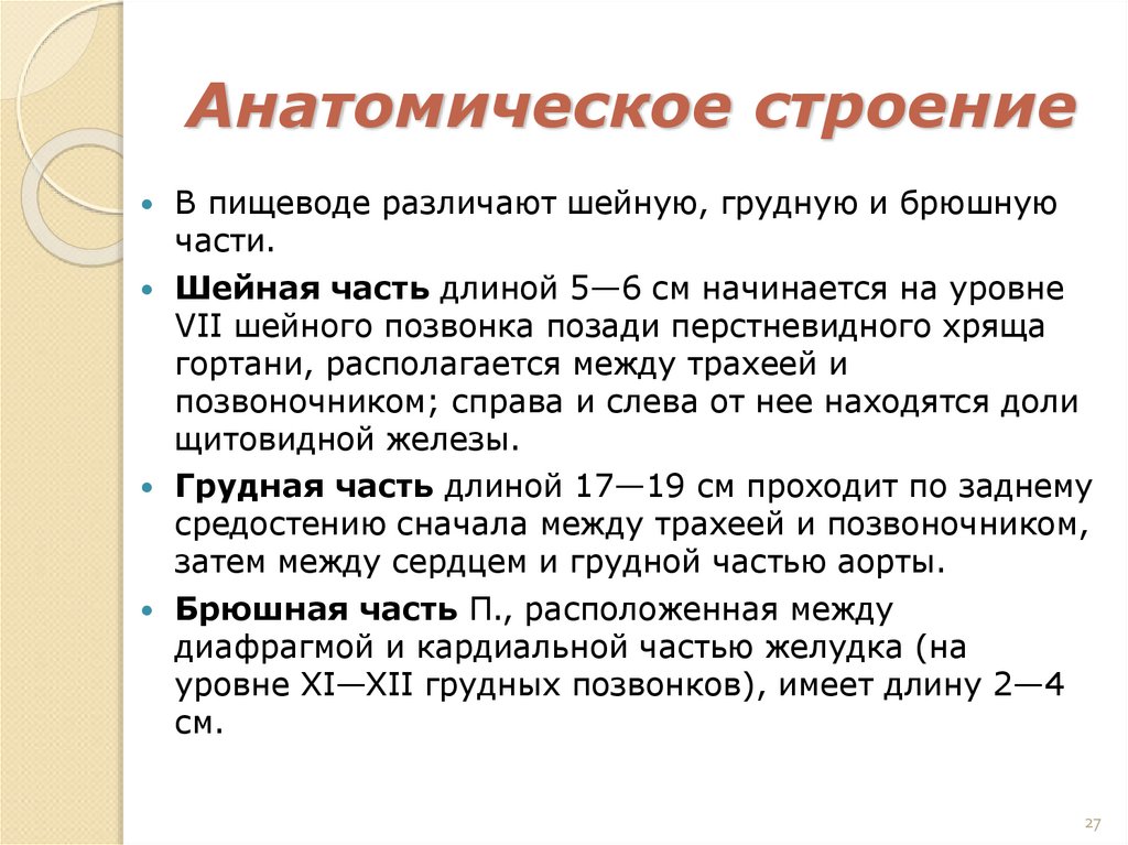 Анатомическое строение