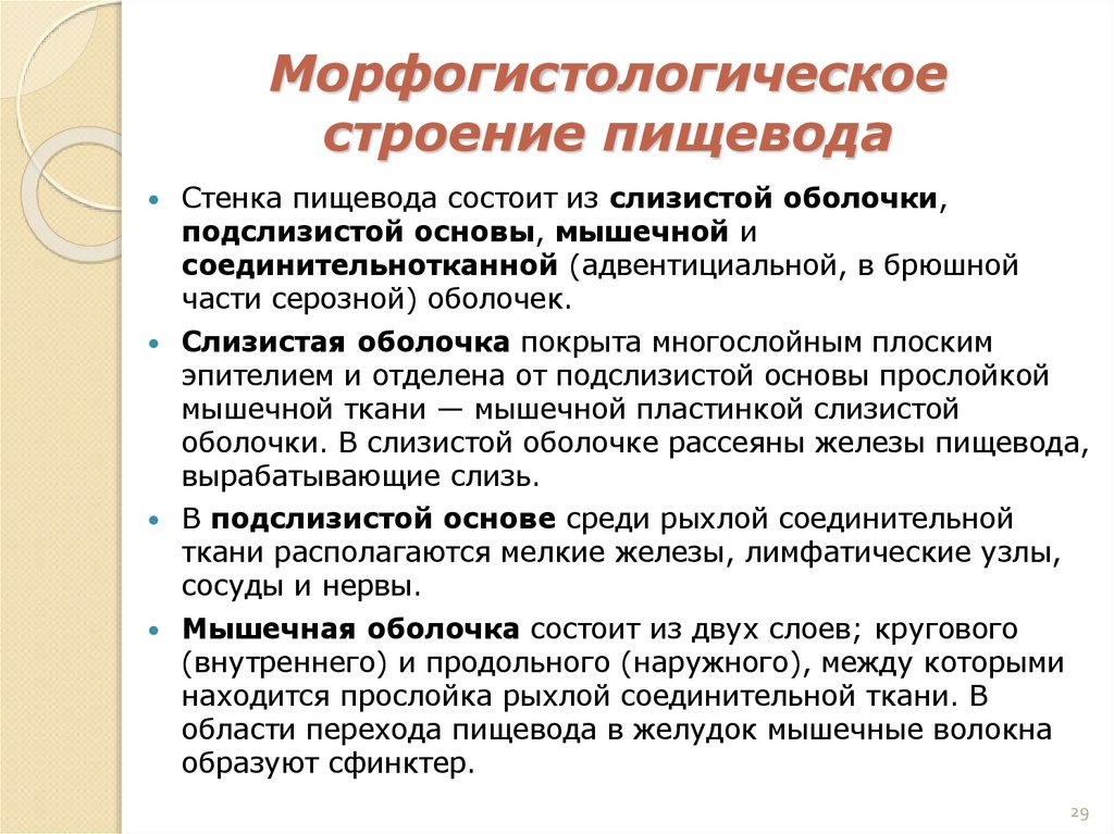 Морфогистологическое строение пищевода