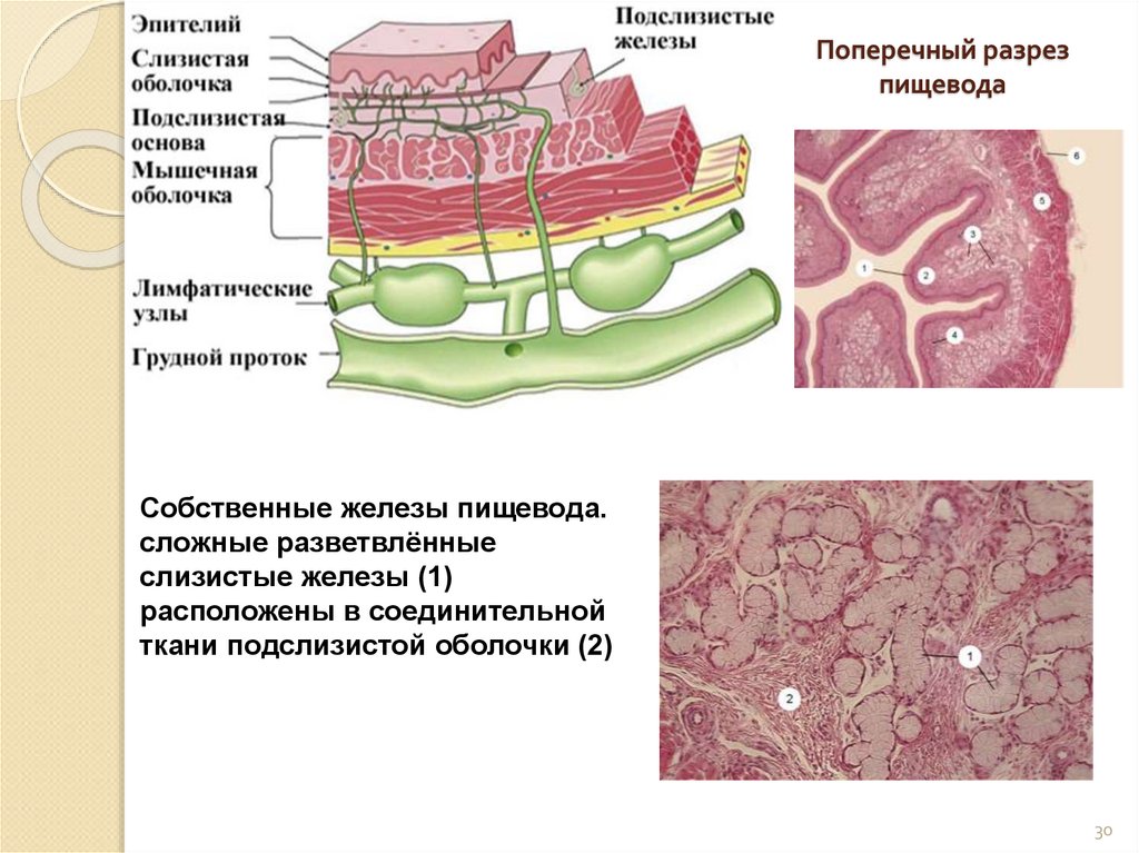 Поперечный разрез пищевода