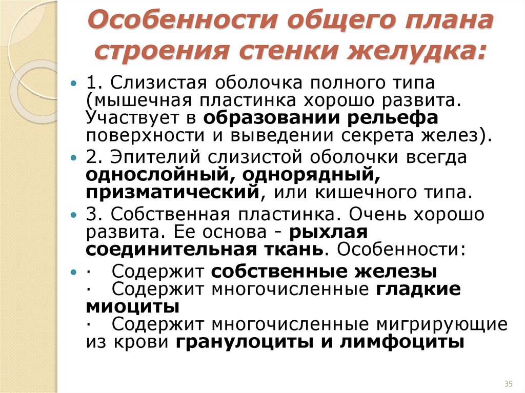 Особенности общего плана строения стенки желудка: