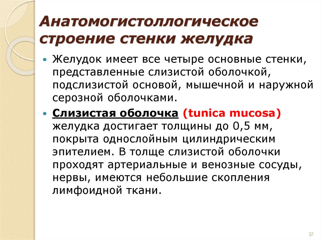 Анатомогистоллогическое строение стенки желудка