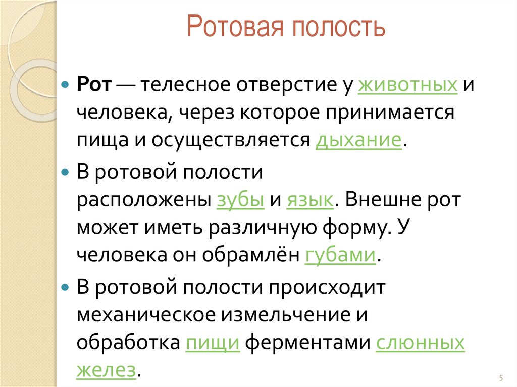 Ротовая полость