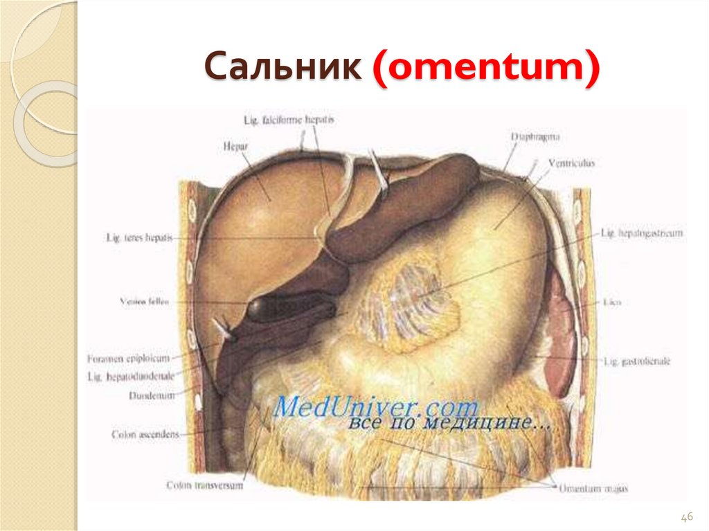 Сальник (omentum)
