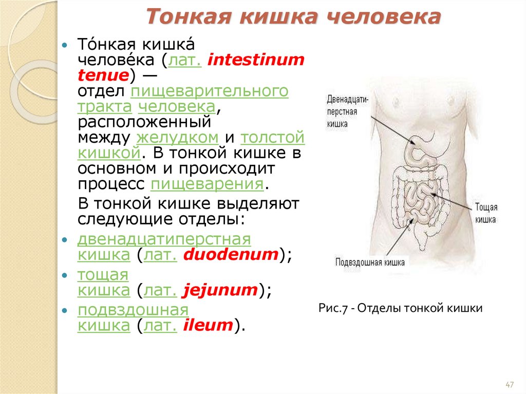 Тонкая кишка человека