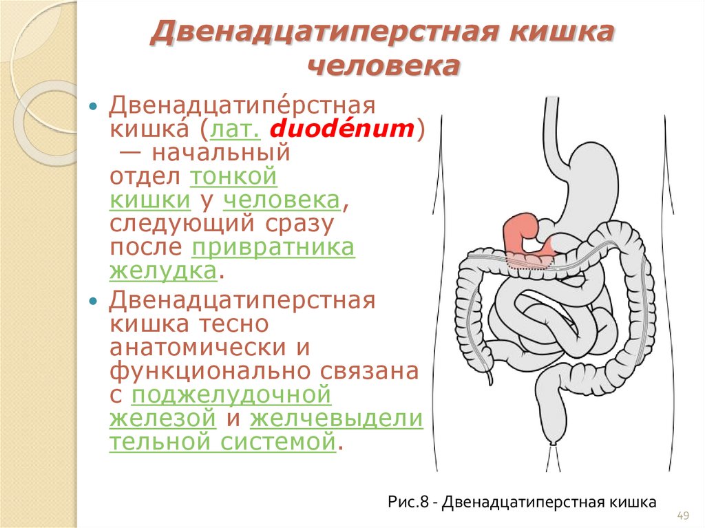 Двенадцатиперстная кишка человека