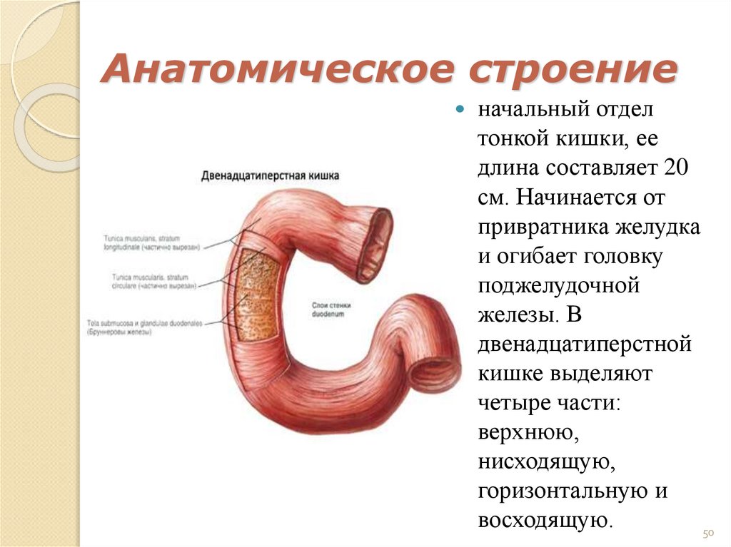 Анатомическое строение