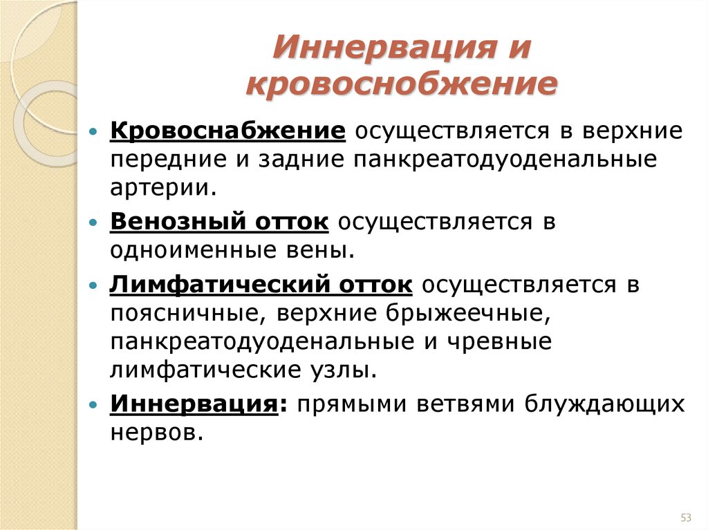 Иннервация и кровоснобжение