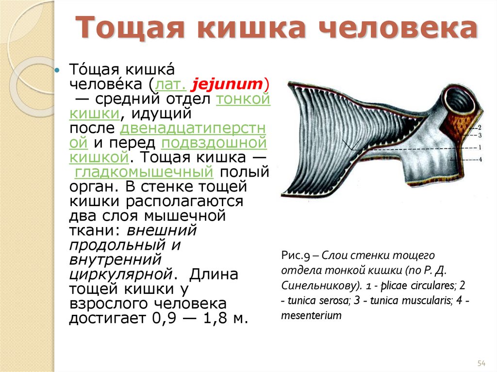 Тощая кишка человека